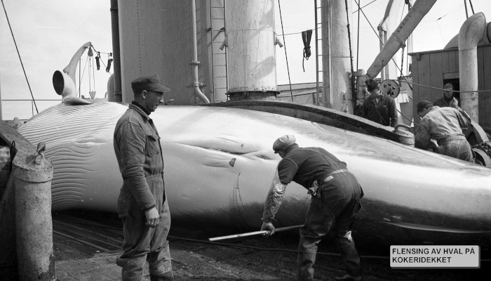 Bilde av HVALFANGST